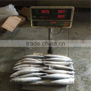 Frozen mackerel(saba) landfrozen saba fish 200-300G wholesale