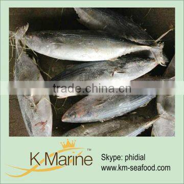 Fresh Sarda For Tuna Loin