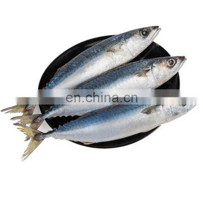 frozen pacific mackerel fish frozen mackerel prices scomber japonicus