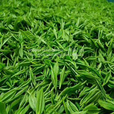 Green tea extract Tea Polyphenols 98%, Water soluble natural green tea Extract, EGGA, Camellia sinensis Extract