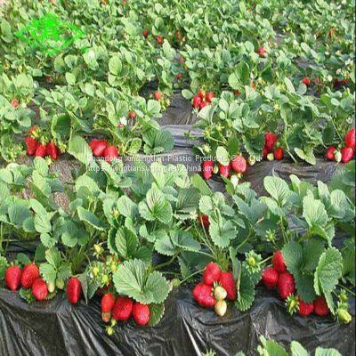 Black Agriculture pe Plastic Agricultural Film Barrier Mulching Sheet photo-4
