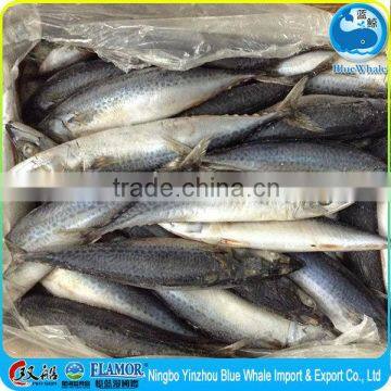 Frozen big Pacific mackerel for sale