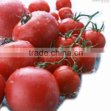 tomato paste 36-38% cold break