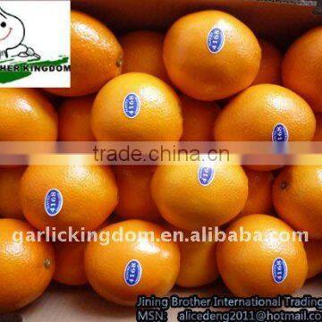 best navel orange from origin