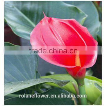 new export fresh cut red light calla lilies flowers