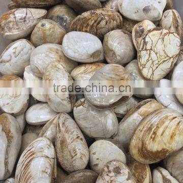 High Quality Conch Fossils Crystal Stone For Sale