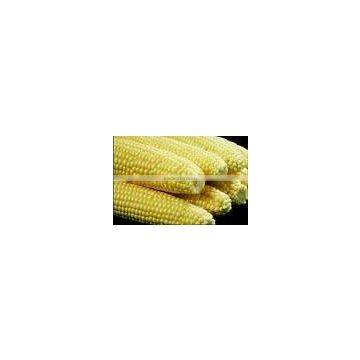 maize corn