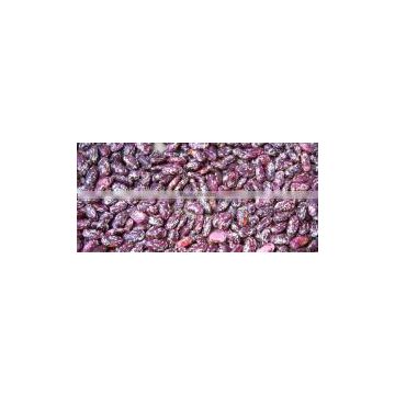 Purple Speckled Kidney Beans