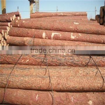 White Birch Korean Pine Larch photo-5