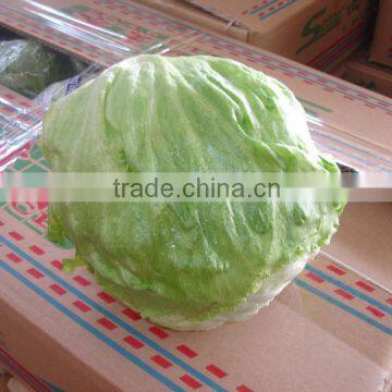 2016 Chinese decorative round shape green iceberg lettuce