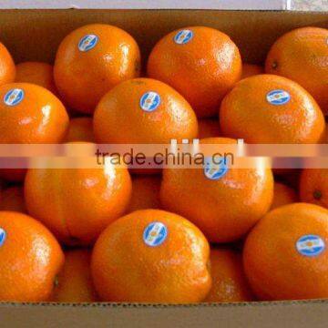 Best price navel orange.