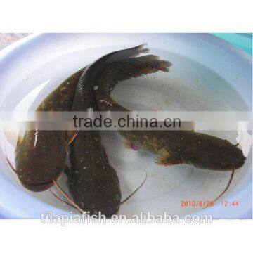 1000g up live catfish whole sale