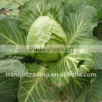 chinese round cabbage