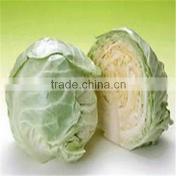 New crop Flat cabbage directly from the factory