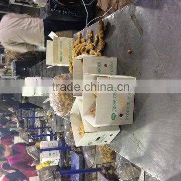 Big Size Yellow Fresh Ginger From China photo-3