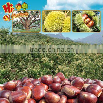 Raw Chinese Chestnut for Sale--best for Roasting photo-5