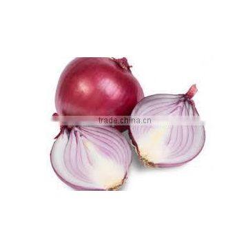 FRESH RED ONION WITH DIFFERENT SIZES