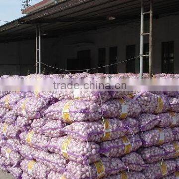 FRESH WHITE GARLIC MANUFACTURER