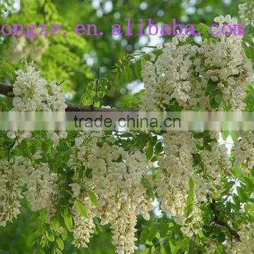 ISO Certified Sophora flower bud extract powder/Robinia pseudoacacia L.extract powder for preventing blood capillary