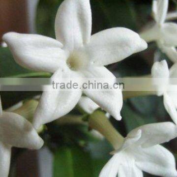 JASMIN SCENT FOR FRAGRANCES