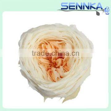 Luxury White with orange preserved austin rose flower head preserved flower arrangement