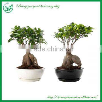 Ficus Ginseng Bonsaid Export