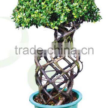 Ficus Microcarpa nursery