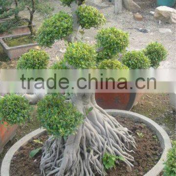 mini ficus leaves bonsai