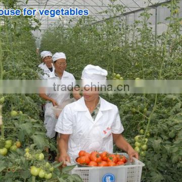 Cheap price tunnel greenhouse for tomato farms