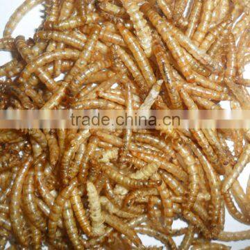 Golden Yellow Stocked Mealworm, Wholesale Wild Bird Food Mealworm photo-2