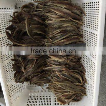 2016 New Season Delicious Salted Anchovy Fillet photo-2
