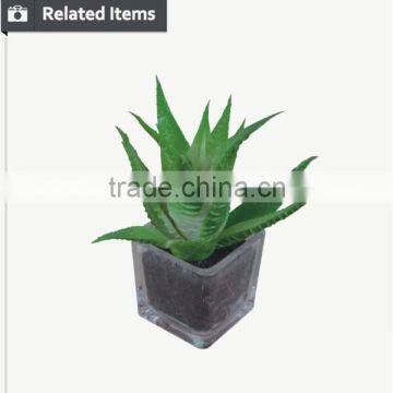 Mini Decorative Home and Office Table Potted Succulent Plant photo-4