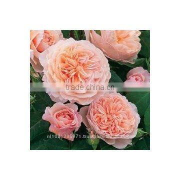 Garden Roses