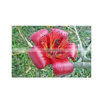 Bombax Malabaricum photo-2