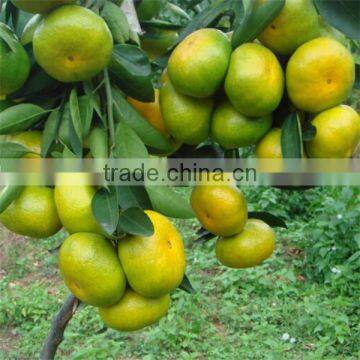 Nanfeng Honey Baby Orange photo-6