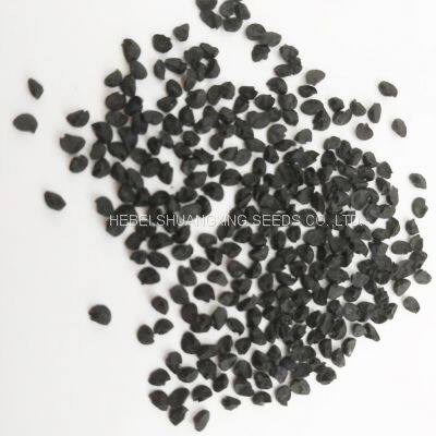 High Yield and Good Disease-resistant White Onion Seeds for Planting photo-5