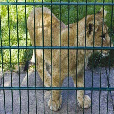 Hot Dipped Galvanized Double Wire Fence Anti Climb Twin Wire Mesh Panel photo-5