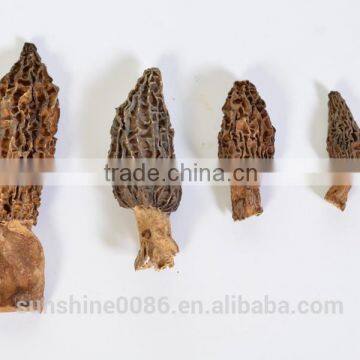 Edible Morel Mushroom Wild Morel Mushroom From Yunnan China