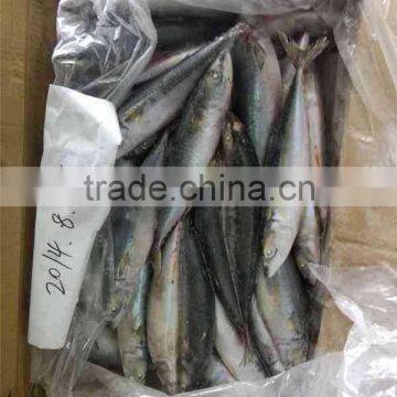 Factory Supply Mackerel Fish Pacific Mackerel Scientific Name Scomber Japonicus photo-3