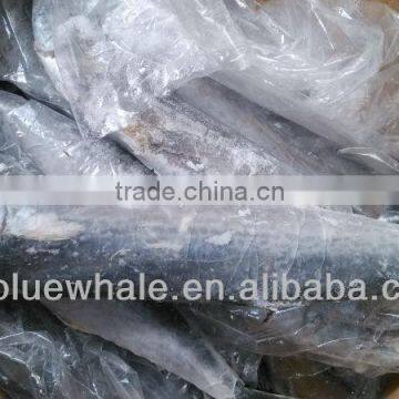 Frozen Whole Round Spanish Mackerel 1000-1500g