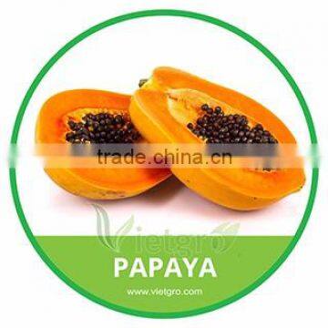 HIGH QUALITY FRESH PAPAYA