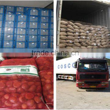 Bulk High Quality Fresh Green Dandong Chestnuts for Sale photo-6