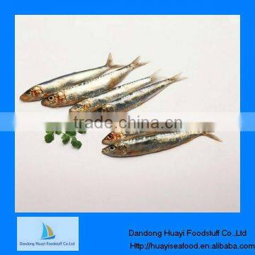 Fresh sardine sardine frozen fish