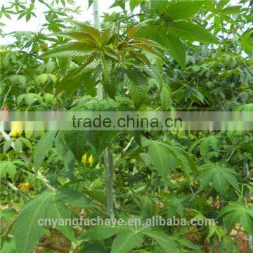 Guangxi Sweet Tea and Chinese Herb Tea photo-2
