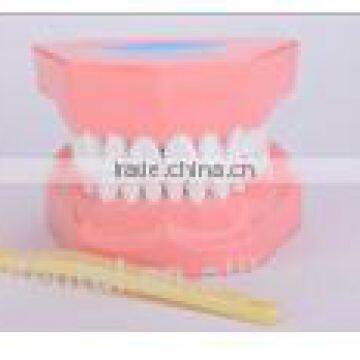 Permanent Tooth-brushing Demonstration Model (two times the natural size study model Hot Sale Human Dental Teaching Models