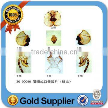 Human Histological Oral Slides Pathological Prepared Slides photo-5