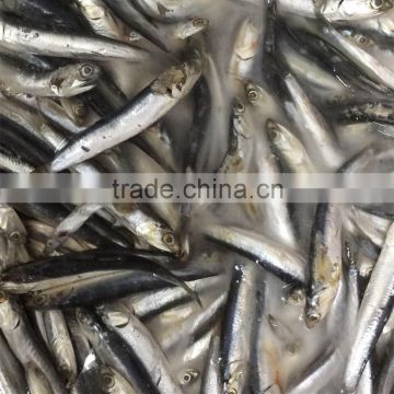 Frozen anchovy for fish meal