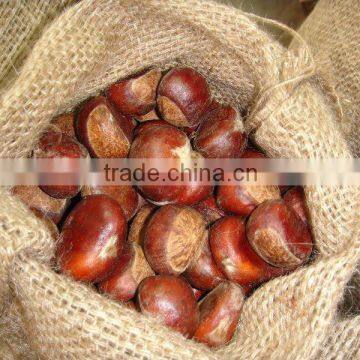 Fresh Chestnut 30-40 Specification for Middle East Market