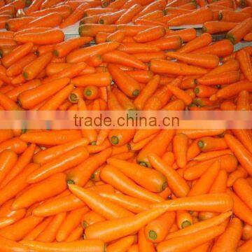 bulk carrot wholesale