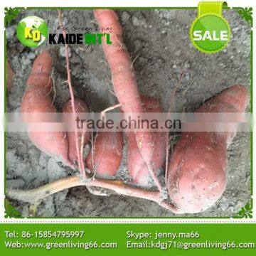 Greenliving Fresh Sweet Potato photo-4